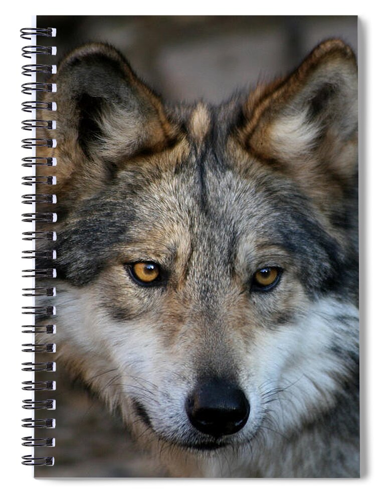 Grey Wolf Spiral Notebook featuring the photograph Grey Wolf by Paula Guttilla