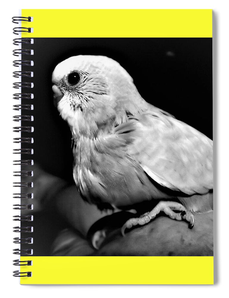Bird Spiral Notebook featuring the photograph Greyscale Parraket baby sitting on hand by Victoria Beasley