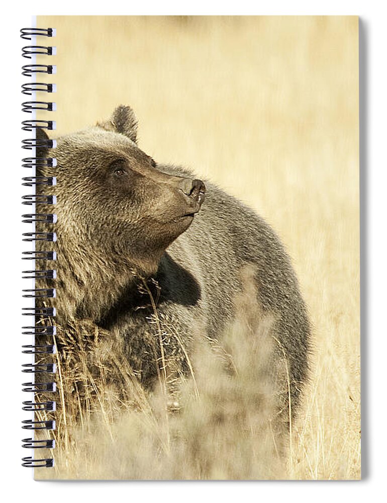 Grizzly Spiral Notebook featuring the photograph Grizzly Bear by Gary Beeler