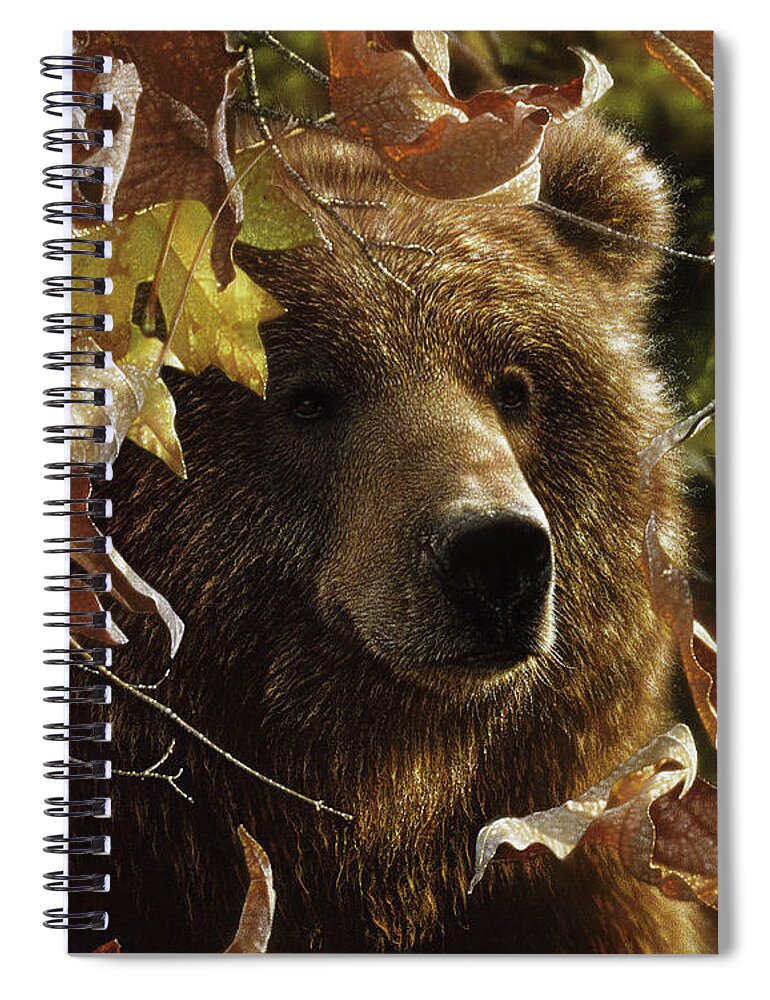 Bear Painting Spiral Notebook featuring the painting Grizzly Bear - Legend of the Fall by Collin Bogle