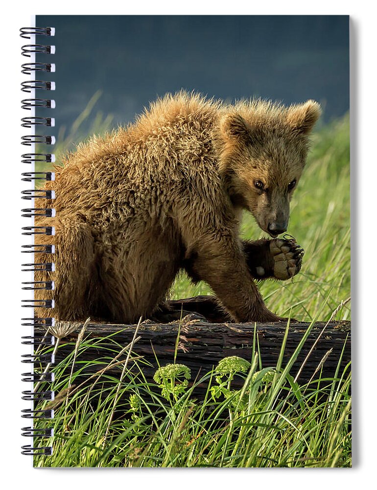 Grizzly Spiral Notebook featuring the photograph Grizzly Cub near river's edge by Steven Upton