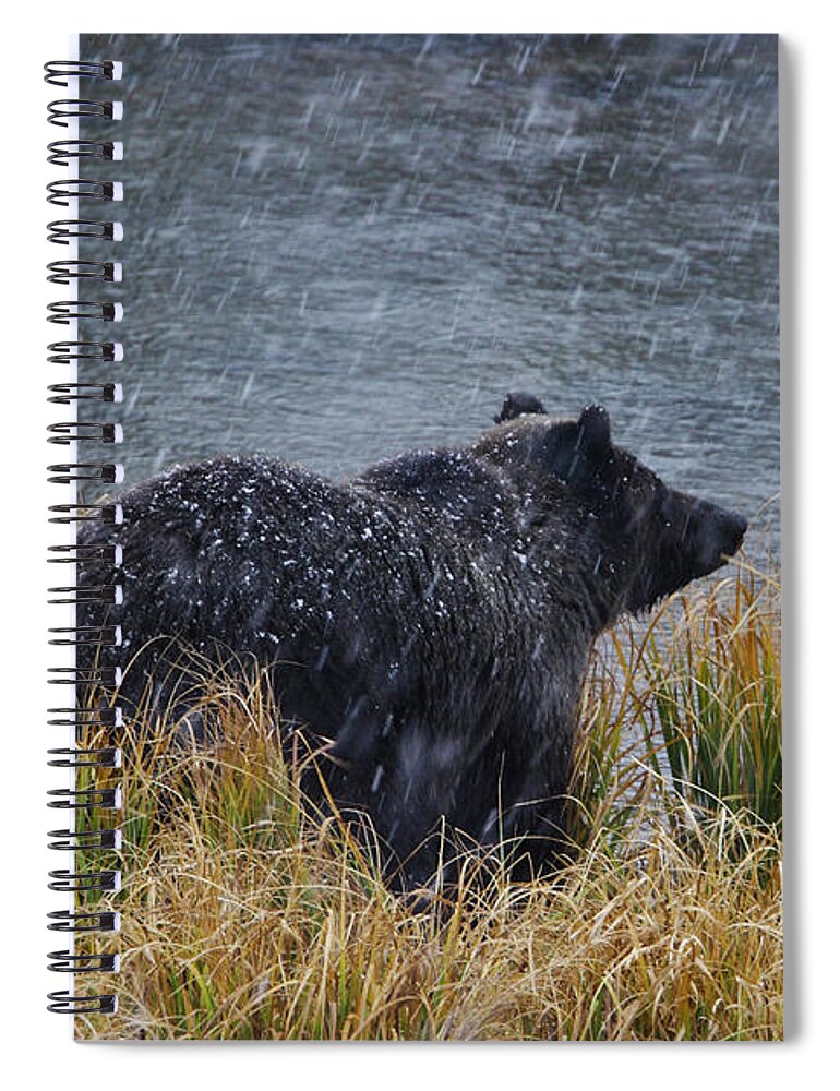 Grizzly Spiral Notebook featuring the photograph Grizzly in Falling Snow by Mark Miller