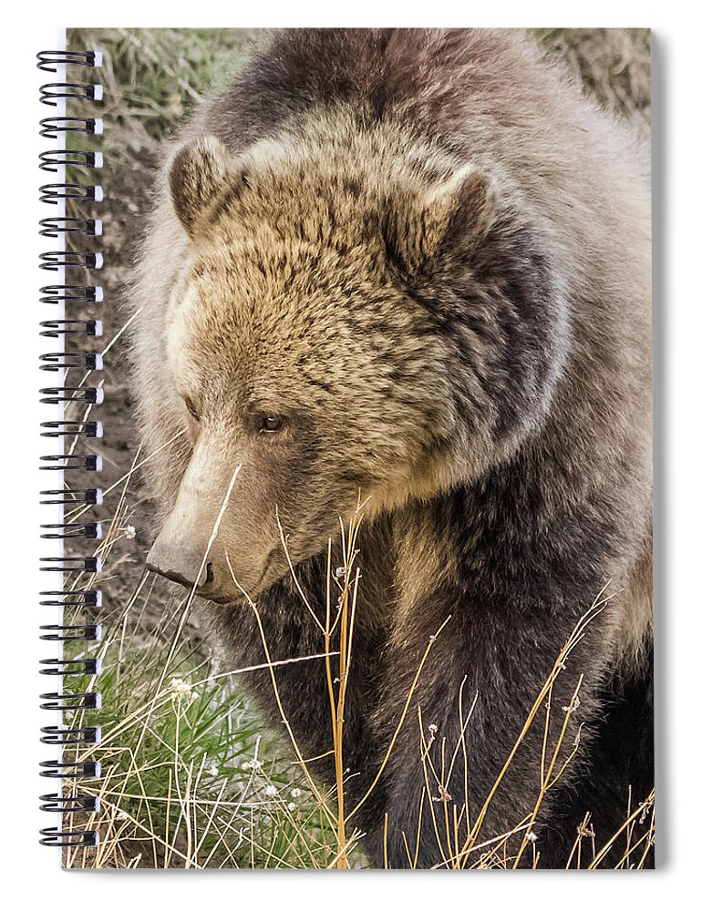 Raspberry Spiral Notebook featuring the photograph Grizzly Mama by Yeates Photography