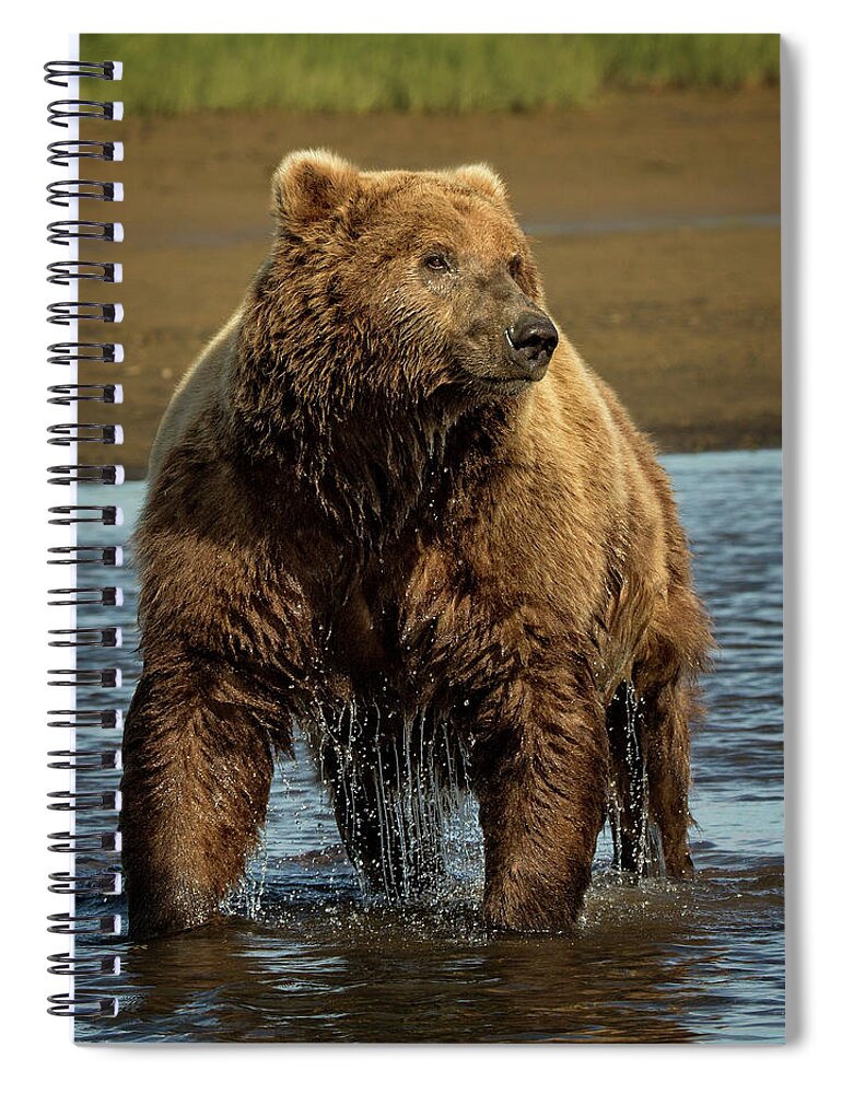 Bears Spiral Notebook featuring the photograph Grizzly on Alert by Steven Upton