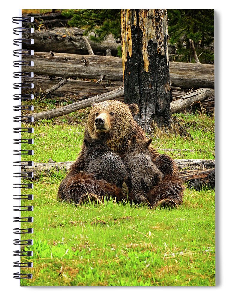 Grizzly Spiral Notebook featuring the photograph Grizzy Sow Nursing Cubs by Greg Norrell