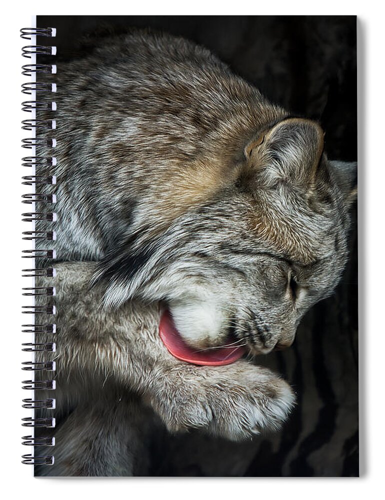 Animals Spiral Notebook featuring the photograph Grooming Lynx by Rikk Flohr