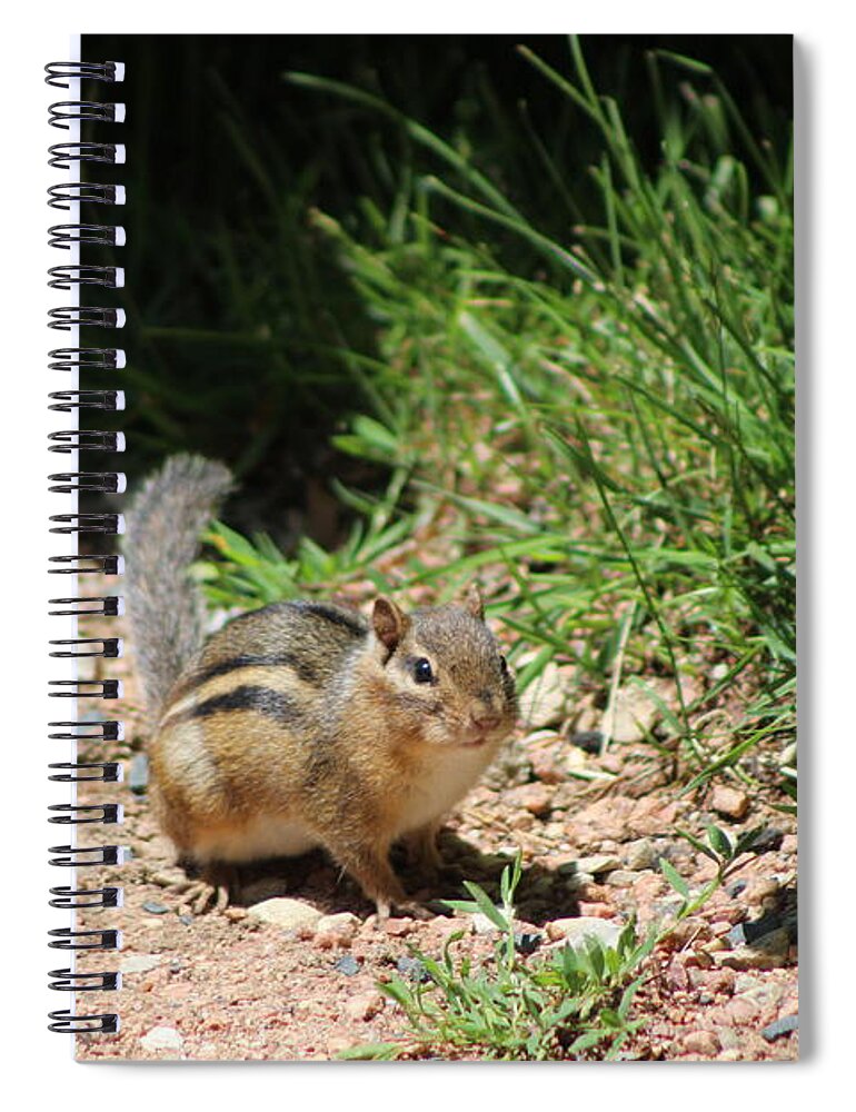 Ground Squirrel Spiral Notebook featuring the photograph Ground Squirrel at Chicago Botanical Garden by Colleen Cornelius
