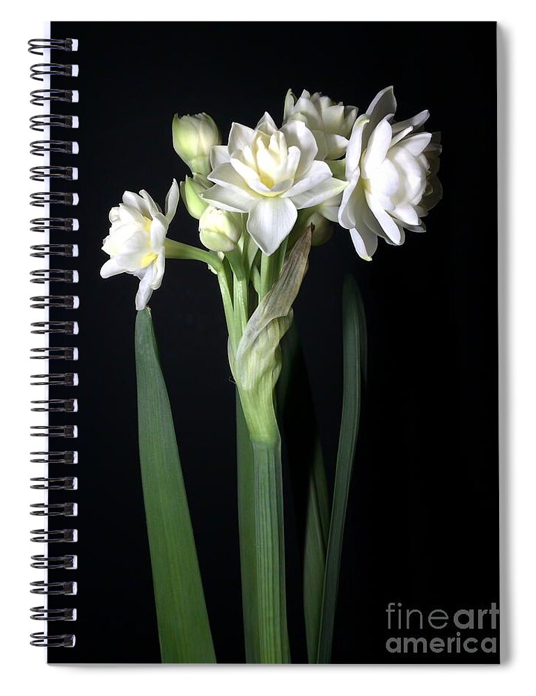 Photograph Spiral Notebook featuring the photograph Grow Tiny Paperwhites Narcissus Photograph by Delynn Addams by Delynn Addams