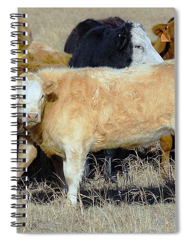 Calf Spiral Notebook featuring the photograph Growing up by Merle Grenz