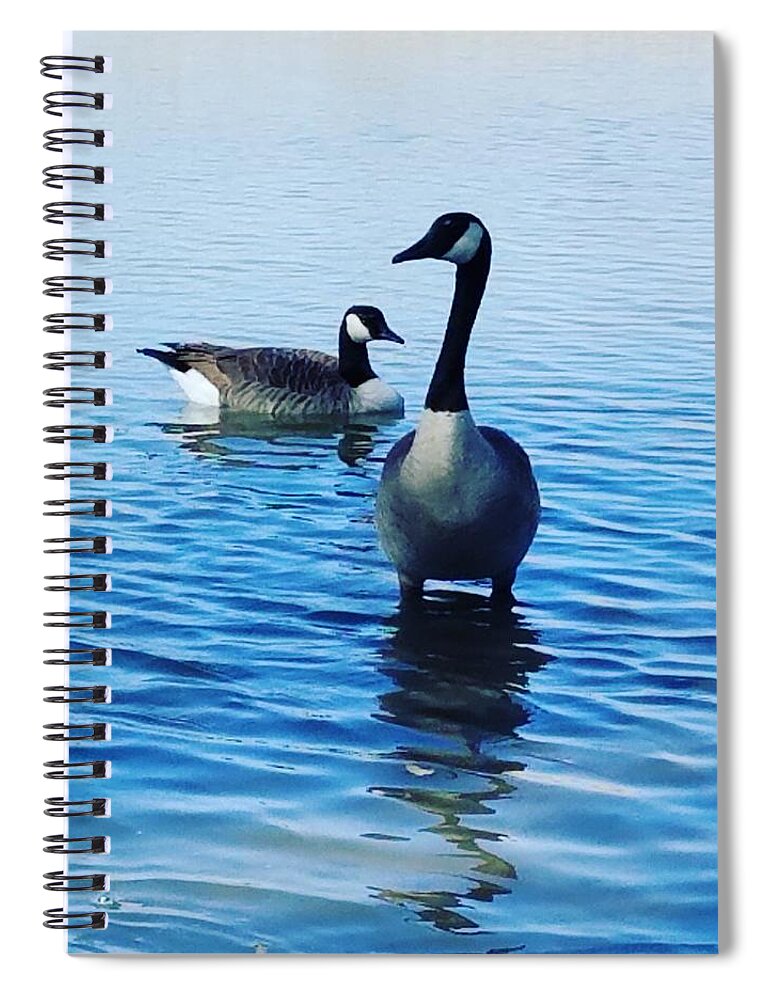 Geese Spiral Notebook featuring the photograph Guarding Geese by Vic Ritchey