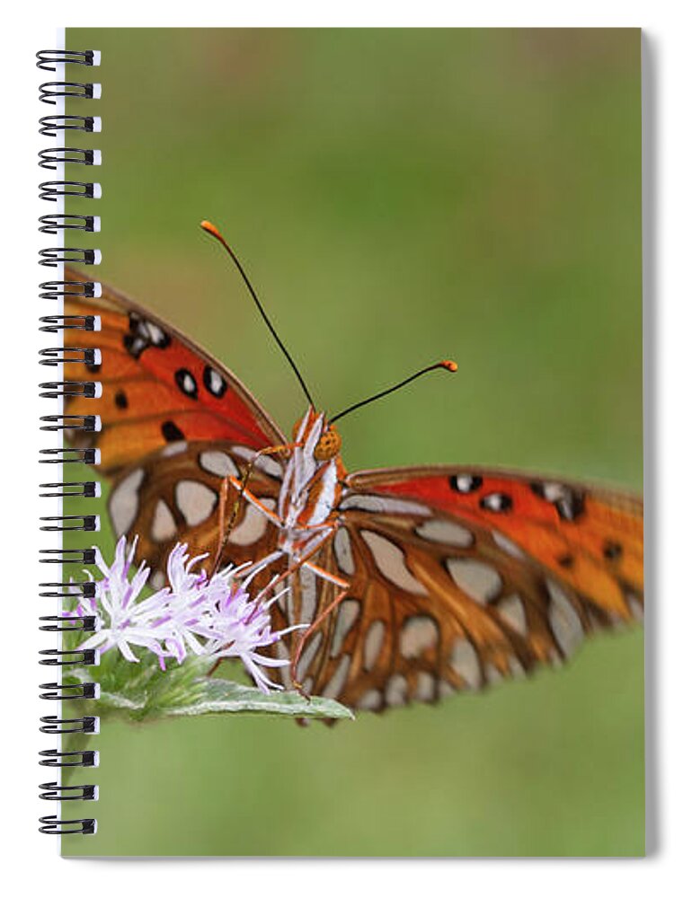 Butterfly Spiral Notebook featuring the photograph Gulf Fritillary on Elephantsfoot by Paul Rebmann