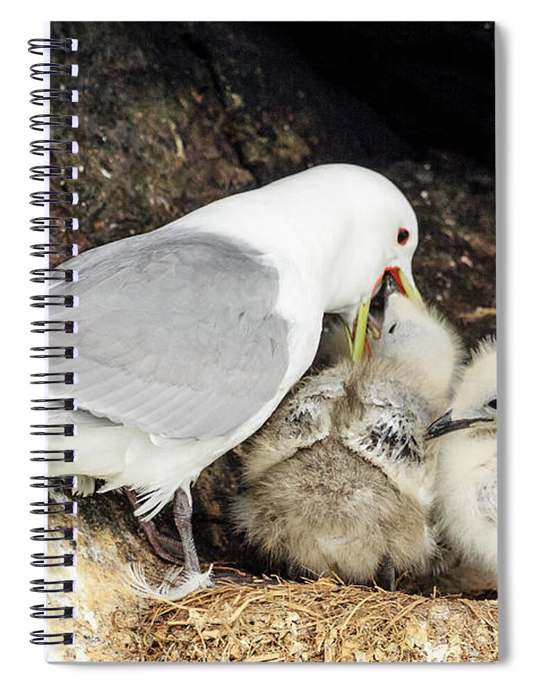 Alaska Spiral Notebook featuring the photograph Gull Chicks Being Fed by Joni Eskridge