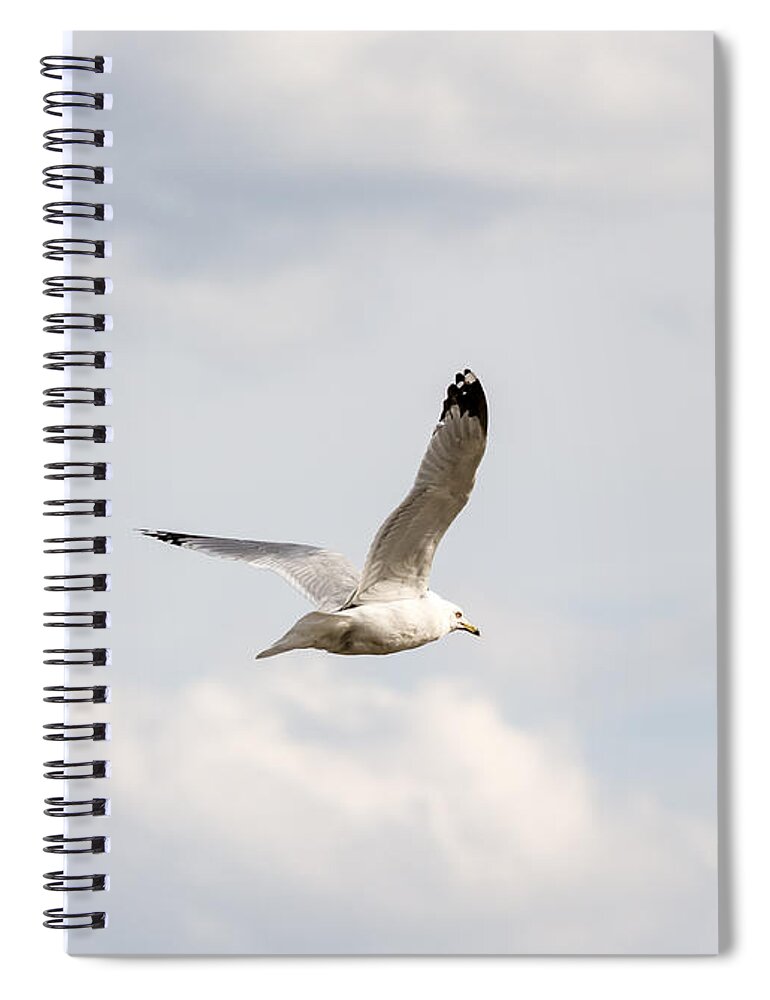 Gull Spiral Notebook featuring the photograph Gull in Flight by Holden The Moment
