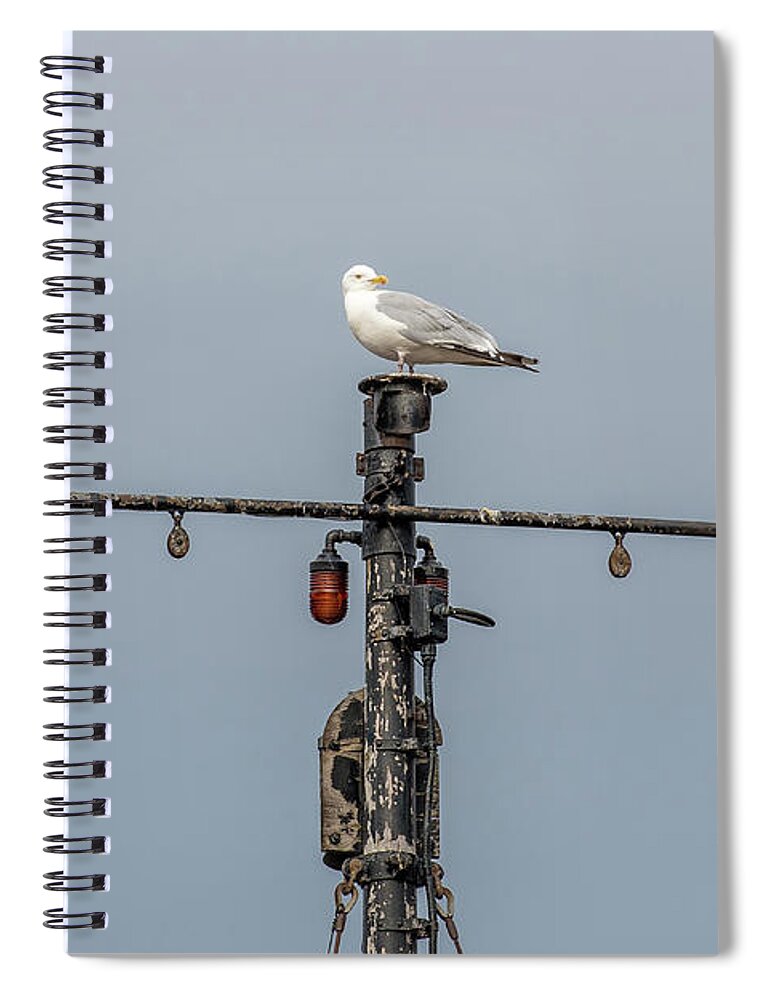 Gull Spiral Notebook featuring the photograph Gull on A Mast by Paul Freidlund