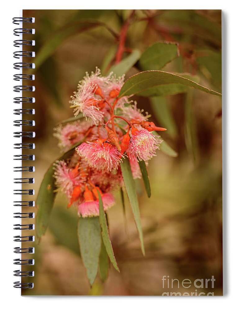 Flora Spiral Notebook featuring the photograph Gum nuts 2 by Werner Padarin