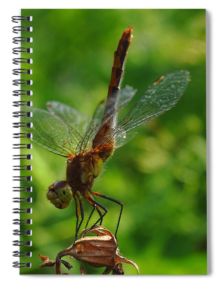 Dragonfly Spiral Notebook featuring the photograph Gymnast by Juergen Roth