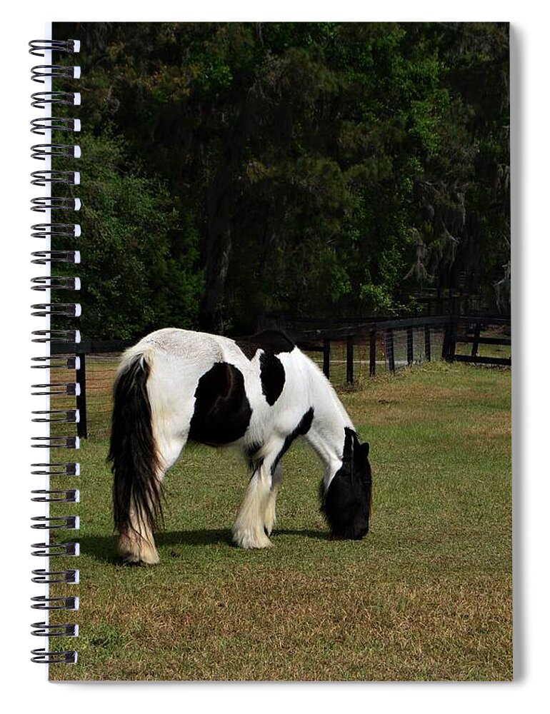 Gypsy Vanner Horse 2 Spiral Notebook featuring the photograph Gypsy Vanner Horse 2 by Warren Thompson