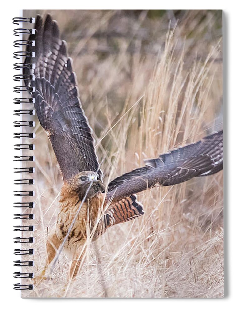 Hal Hybrid Hawk Redtail Redshould Redshouldered Red-shoulder Red-tail X Bird Hunting Vole Catch Feeding Rare Ornithology Outside Outdoors Natural Wild Wildlife Nature Prey Boylston West W Westboylston Ma Mass Massachusetts Brian Hale Brianhalephoto Newengland New England Spiral Notebook featuring the photograph Hal picking up dinner by Brian Hale