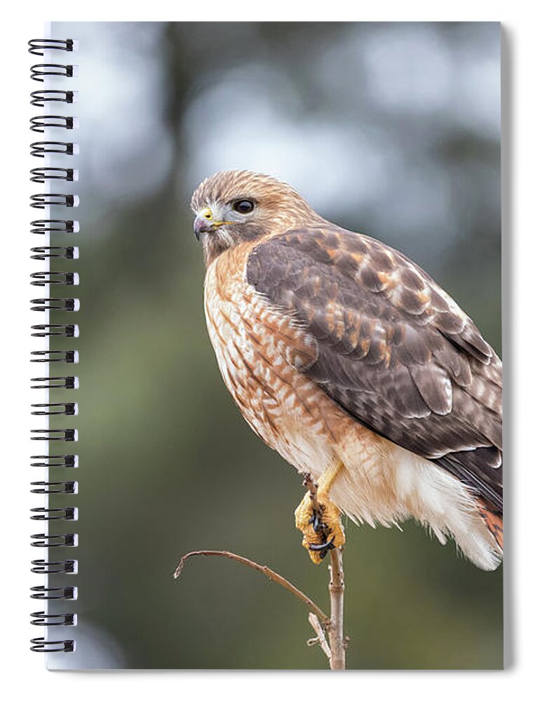 Westboylston Ma Mass Massachusetts Brian Hale Brianhalephoto Newengland New England Eyelide Portrait Closeup Close Up Redtail Red-tail Red-shoulder Redshouldered Shouldered Red Tail Shoulder Hybrid Hawk Rare Portrait Spiral Notebook featuring the photograph Hal the Hybrid Portrait 3 by Brian Hale