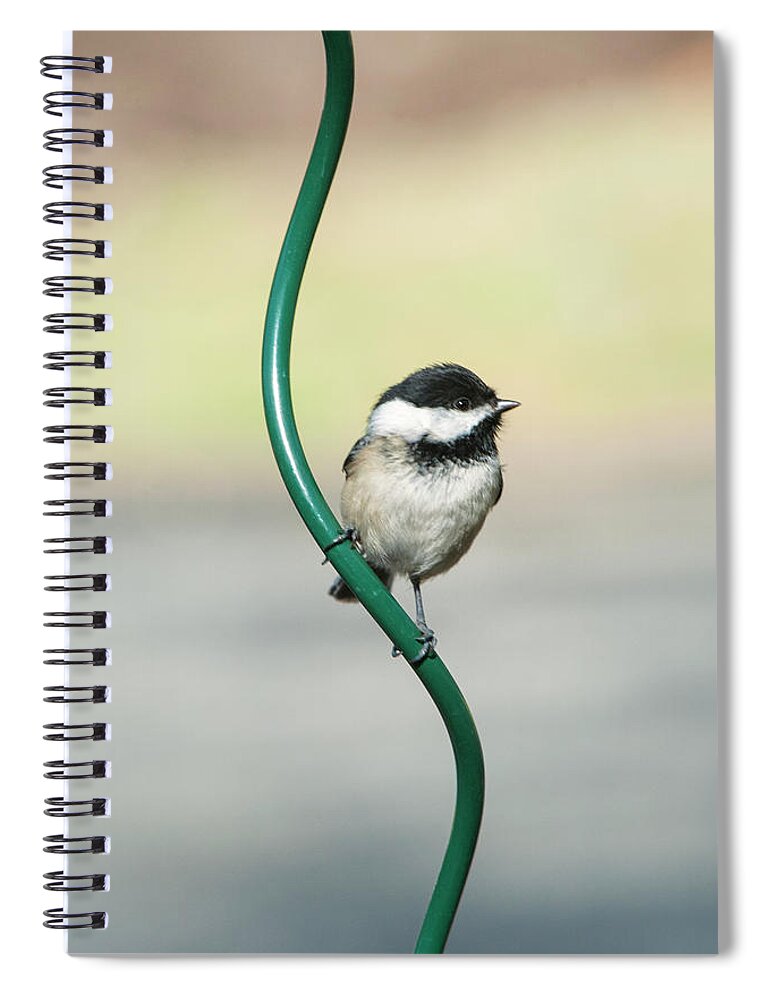 Oiseau Spiral Notebook featuring the photograph Hanging around by Jean-Pierre Ducondi