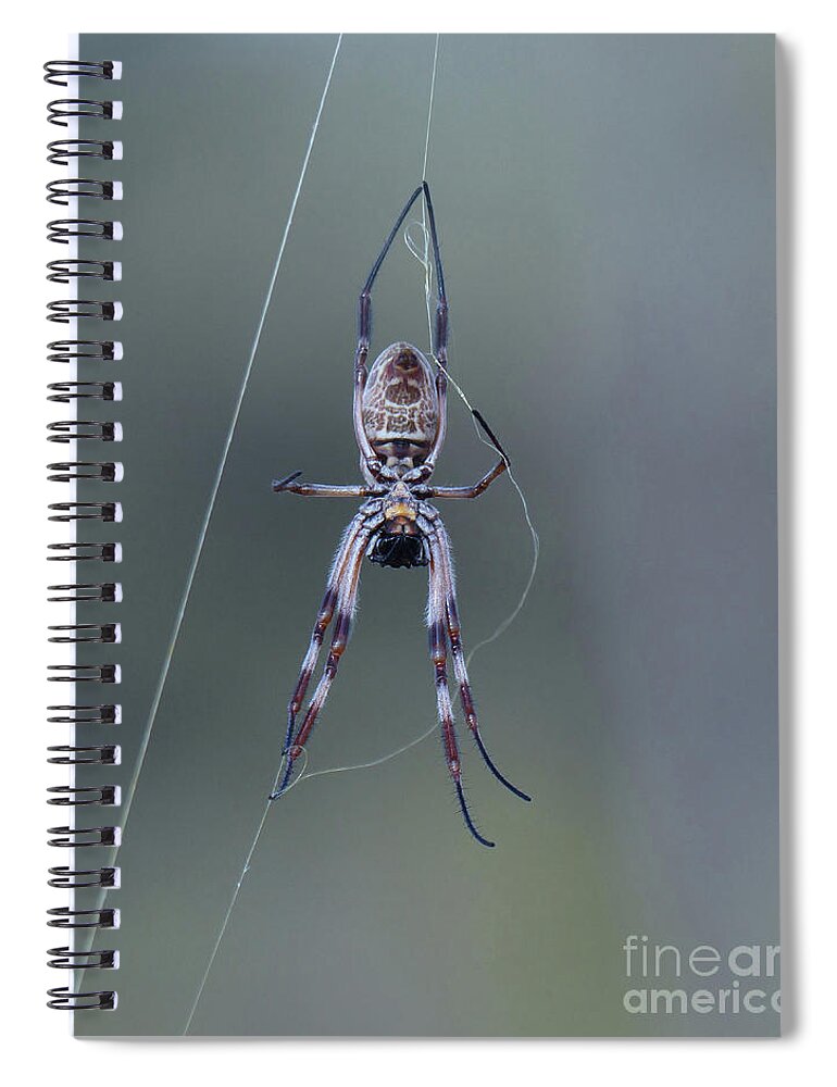 Spider Spiral Notebook featuring the photograph Australian Spider by Phil Banks