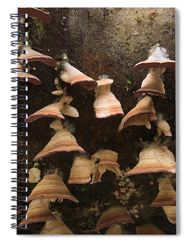 Fungus Spiral Notebook featuring the photograph Hanging On by Mike Eingle