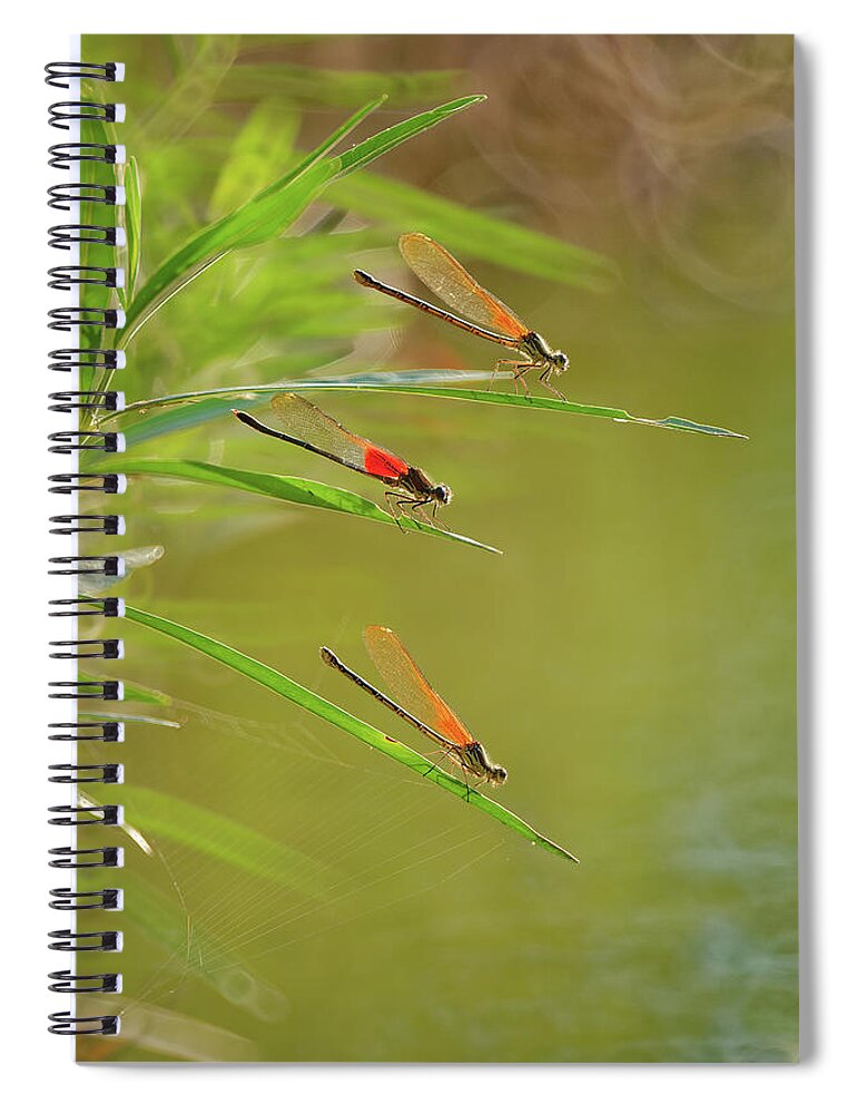 Damselflies Spiral Notebook featuring the photograph Hanging out at the creek by Robert Charity