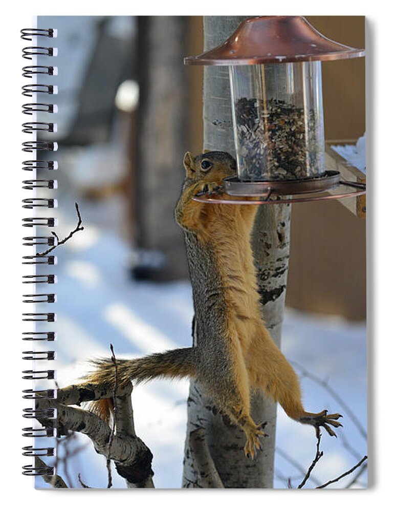 Squirrel Spiral Notebook featuring the photograph Hanging Squirrel by Matt Swinden