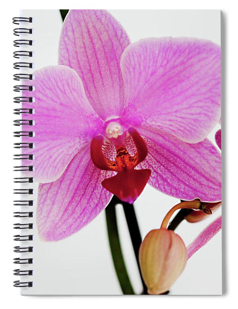 Orchid Spiral Notebook featuring the photograph Happiness and Carfree by Sherry Hallemeier