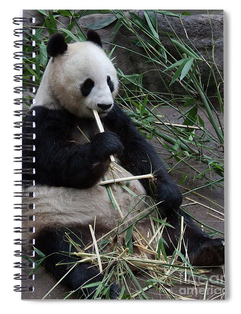 Panda Spiral Notebook featuring the photograph Happy Panda by Jim Schmidt MN