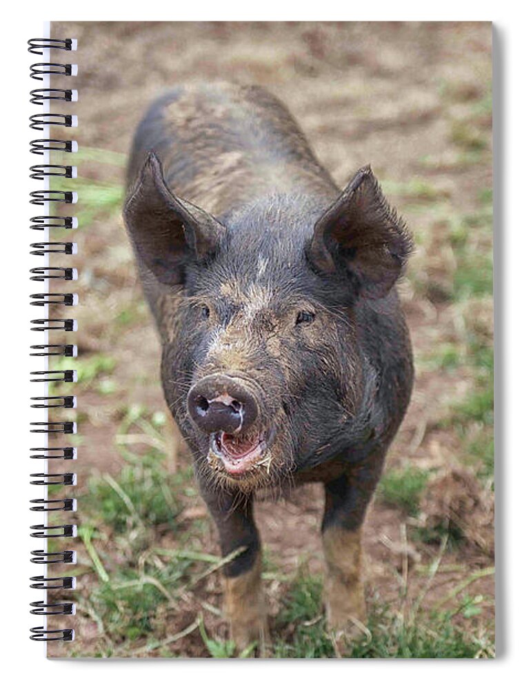 Free Spiral Notebook featuring the photograph Happy piglet by Patricia Hofmeester