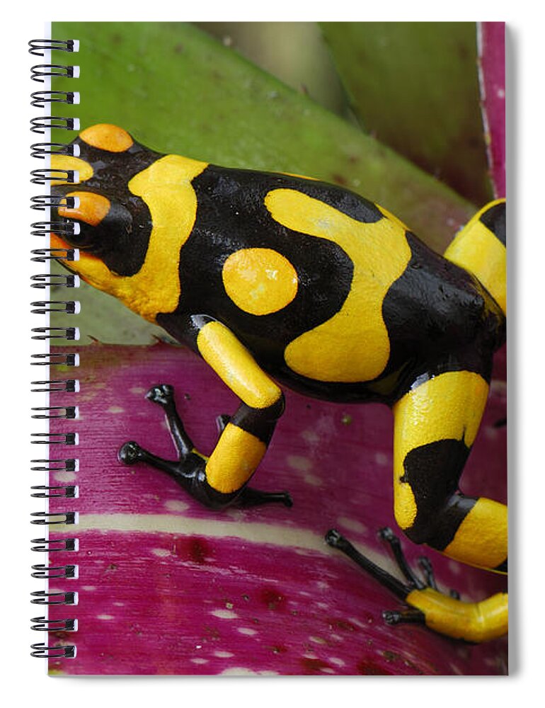 00785729 Spiral Notebook featuring the photograph Harlequin Poison Dart Frog by Thomas Marent
