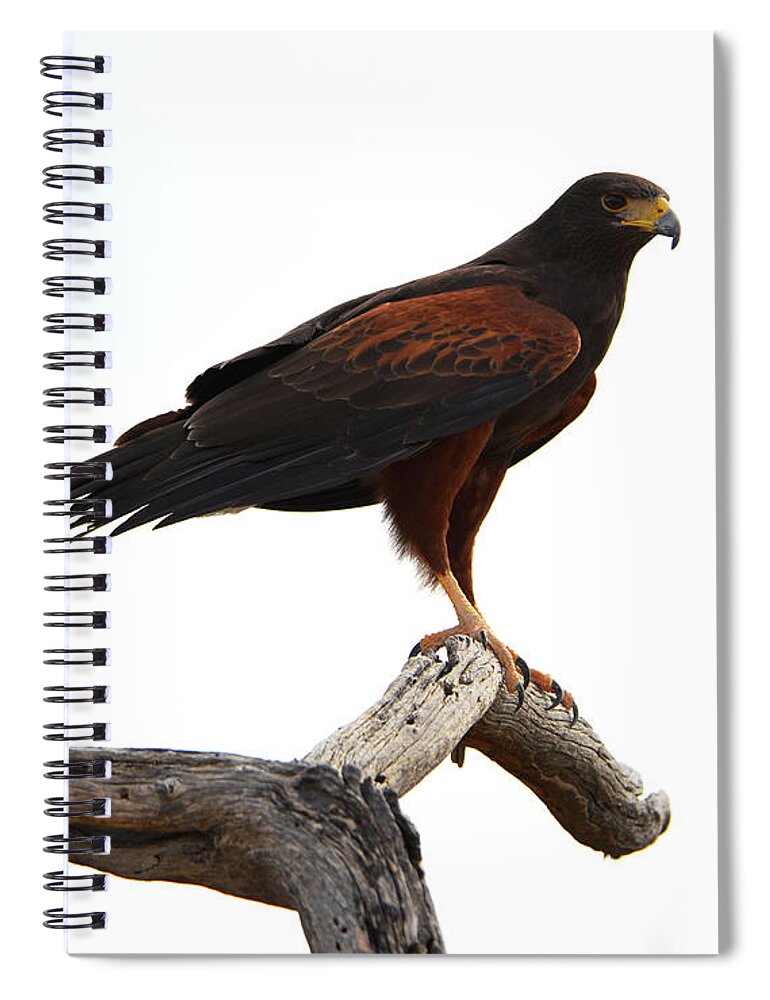 Denise Bruchman Spiral Notebook featuring the photograph Harris' Hawk Surveying by Denise Bruchman