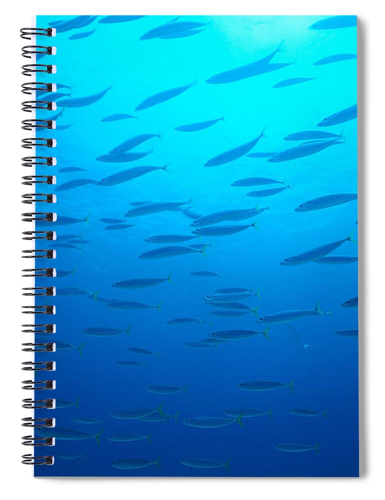 Aqua Spiral Notebook featuring the photograph Hawaiian Reef Fish by Bob Abraham - Printscapes