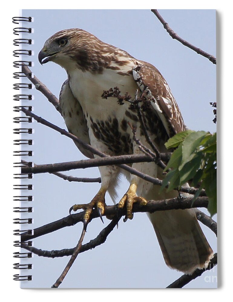 Hawk Spiral Notebook featuring the photograph Hawk Before The Kill by Robert Alter Reflections of Infinity