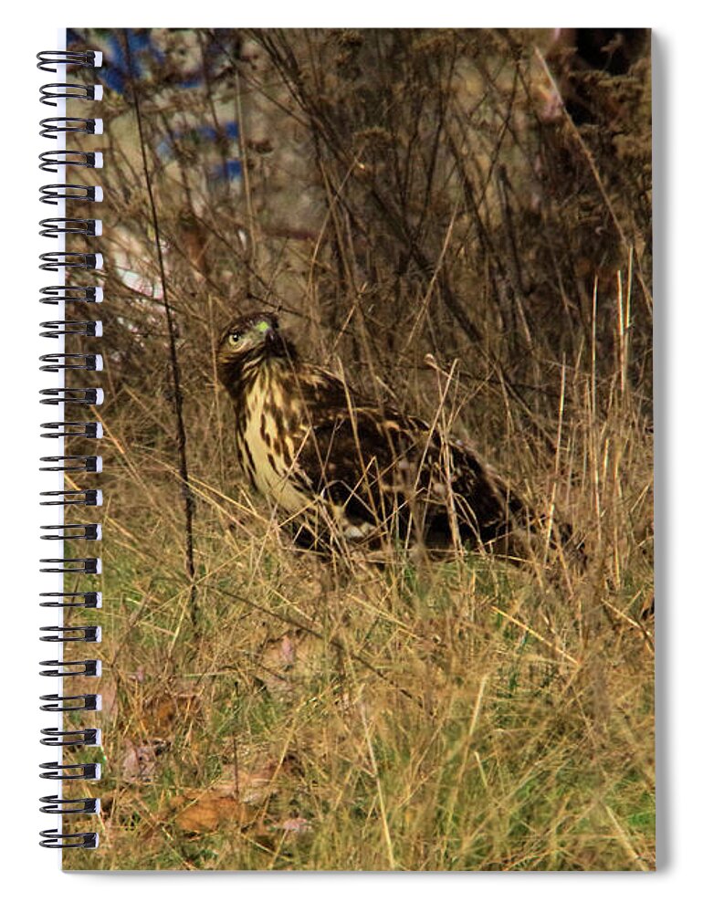 Hawk Spiral Notebook featuring the photograph Hawk by Jeff Swan