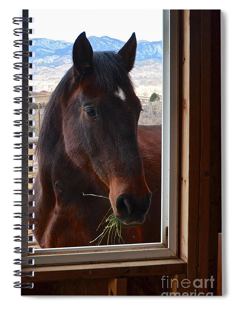 Horse Spiral Notebook featuring the photograph Hay There by Cindy Schneider