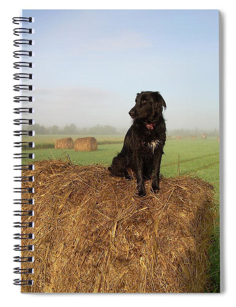 Dog Spiral Notebook featuring the photograph Hay There Black Dog by Kent Lorentzen