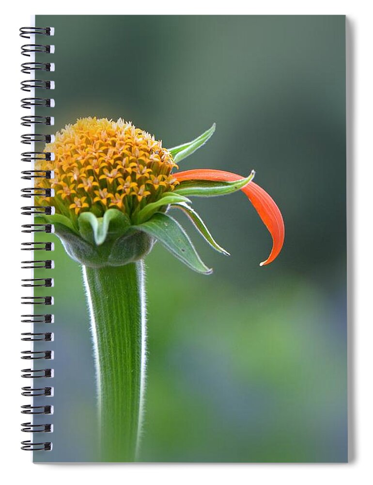 Flower Spiral Notebook featuring the photograph He Loves Me by Carolyn Mickulas