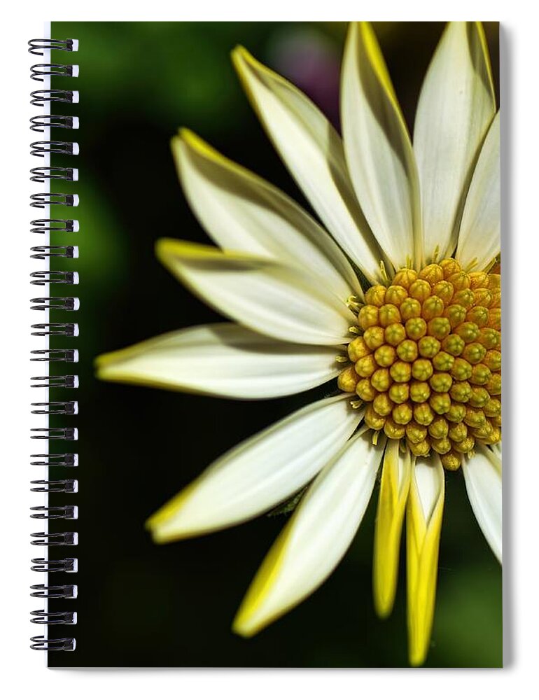 Daisy Spiral Notebook featuring the photograph He Loves Me by Diana Mary Sharpton