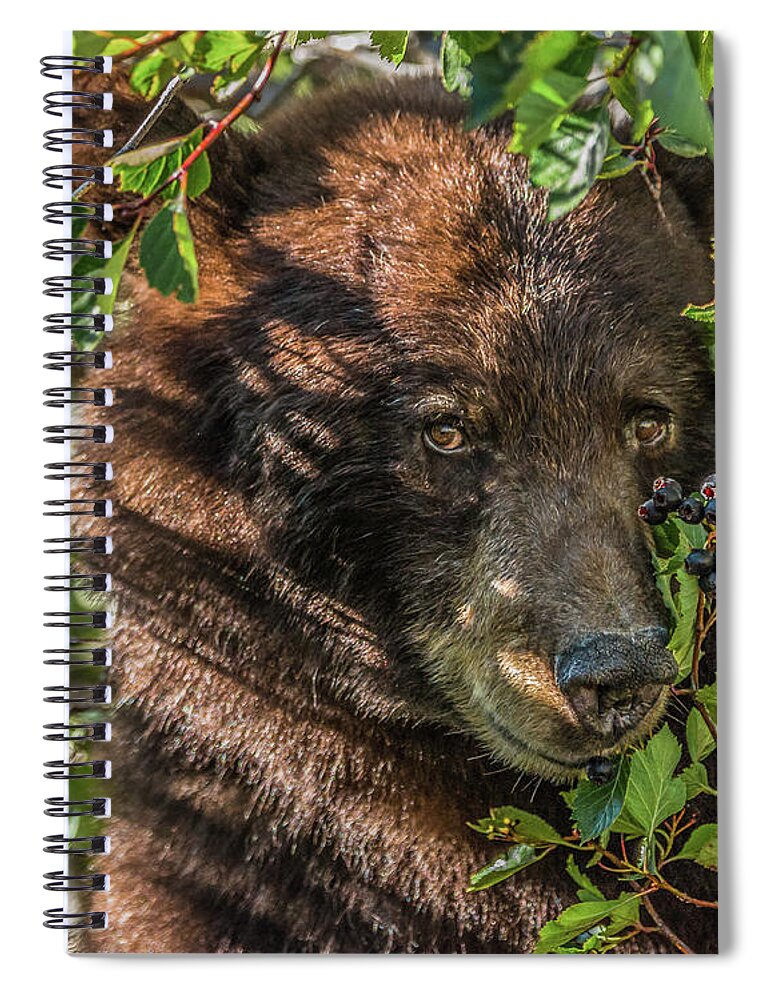 Black Bear Spiral Notebook featuring the photograph He Was Hiding In A Tree by Yeates Photography