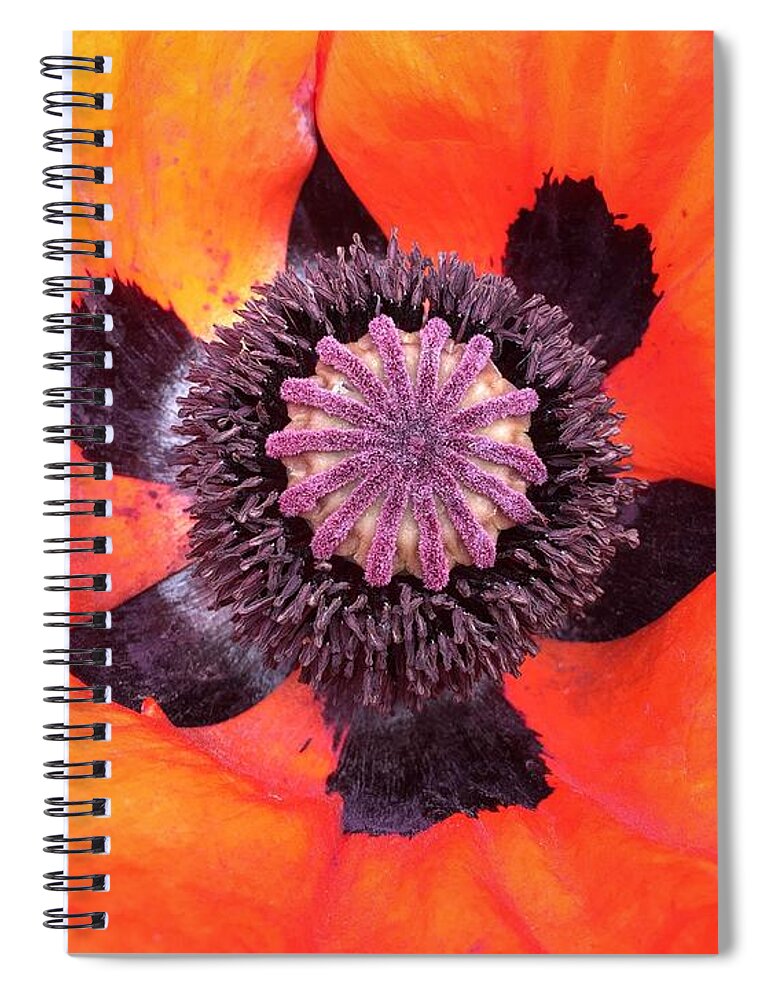 Orphelia Aristal Spiral Notebook featuring the photograph Heart of a Poppy by Orphelia Aristal