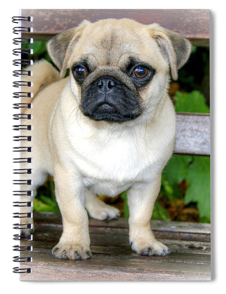 Pug Spiral Notebook featuring the photograph Heathcliff the Pug by David Birchall