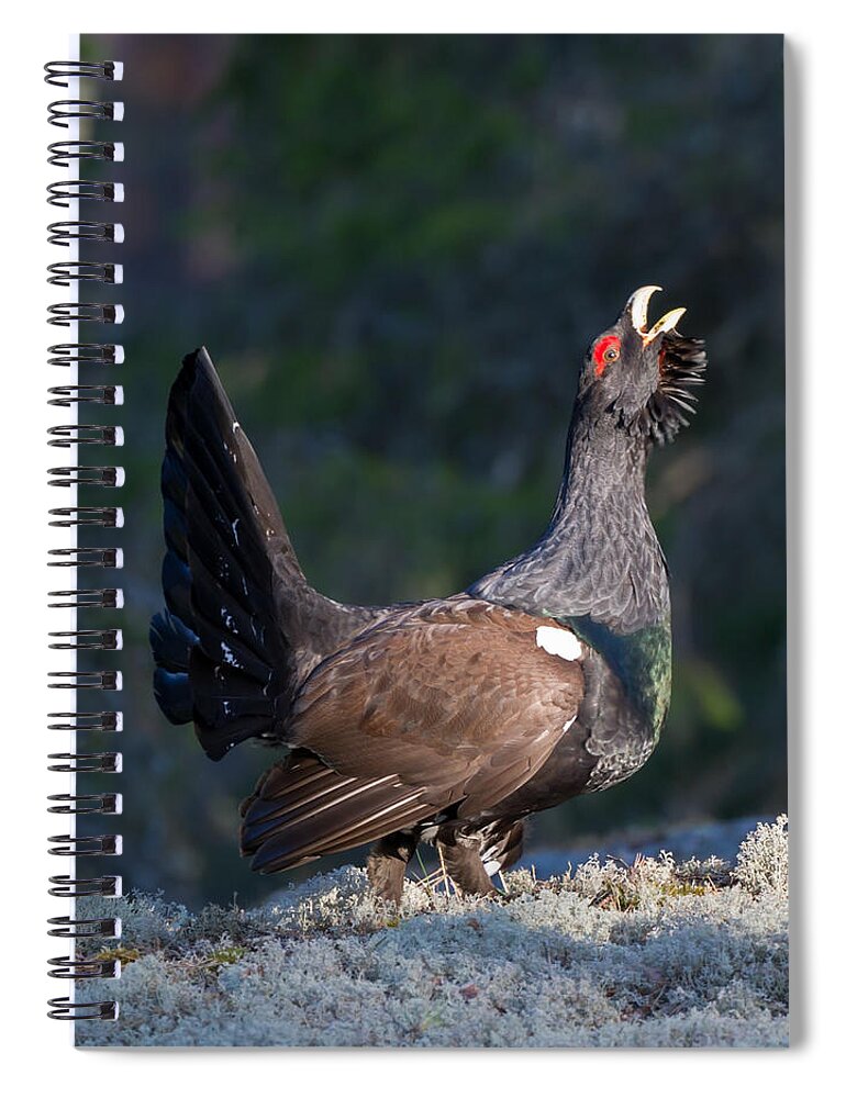 Heather Cock In The Morning Sun Spiral Notebook featuring the photograph Heather Cock in the Morning Sun by Torbjorn Swenelius