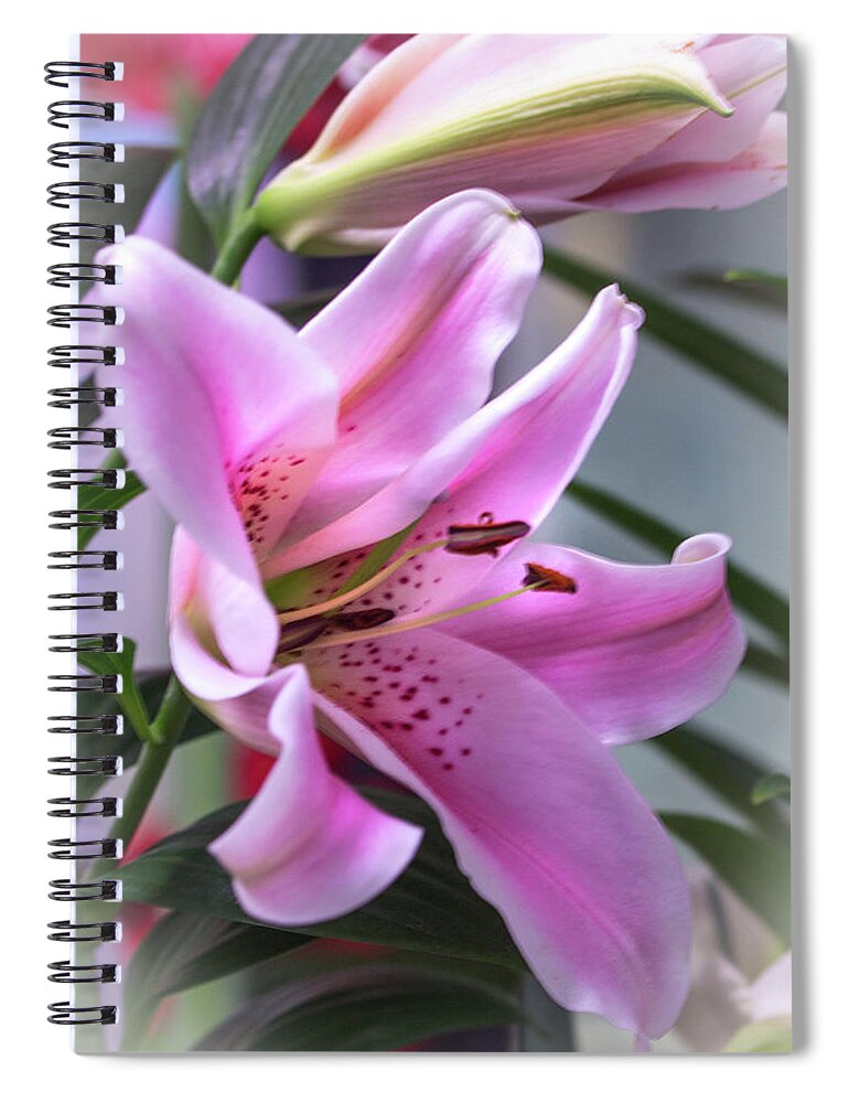 Lily Spiral Notebook featuring the photograph Heavenly Pink Lily by Carol Senske