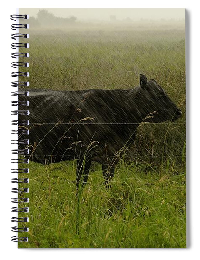 Cow Spiral Notebook featuring the photograph Heifer in the rain by Bradford Martin