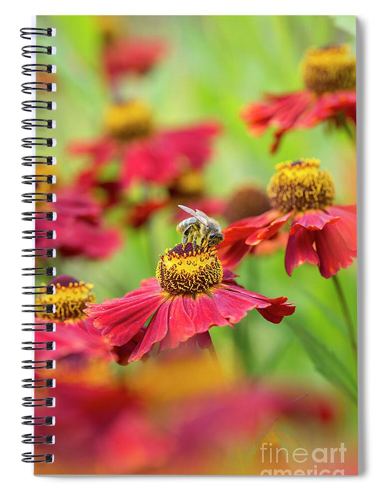 Helenium Moerheim Beauty Spiral Notebook featuring the photograph Helenium Moerheim Beauty and Honey Bee by Tim Gainey