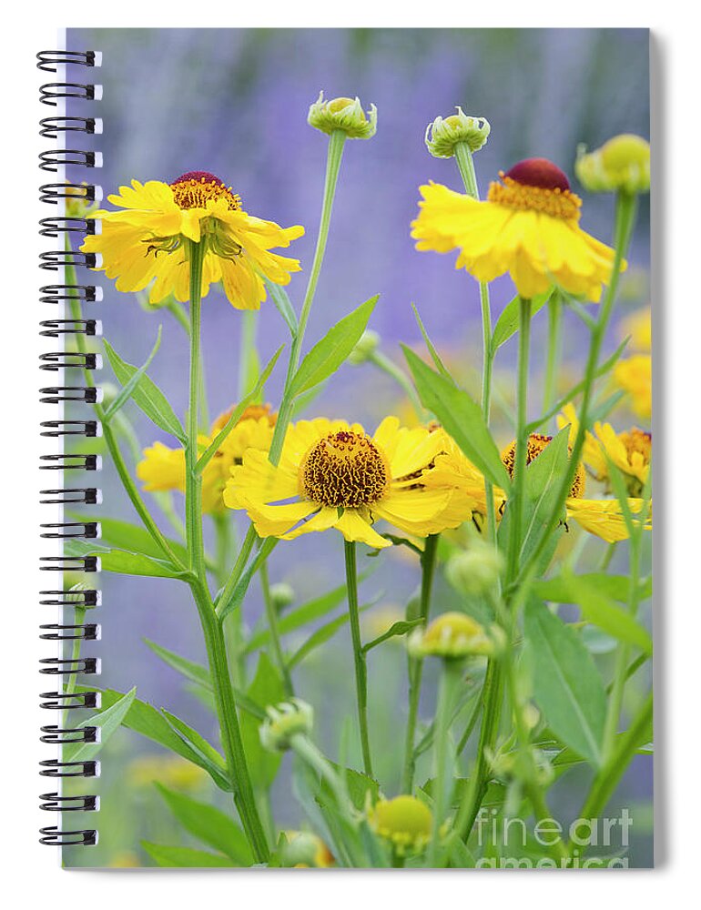 Helenium Riverton Beauty Spiral Notebook featuring the photograph Helenium Riverton Beauty by Tim Gainey