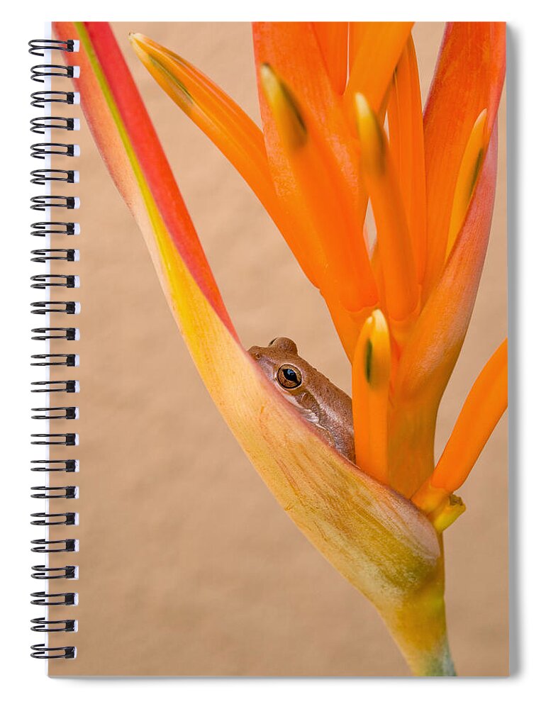 Frog Spiral Notebook featuring the photograph Heliconia and Frog by Steven Sparks