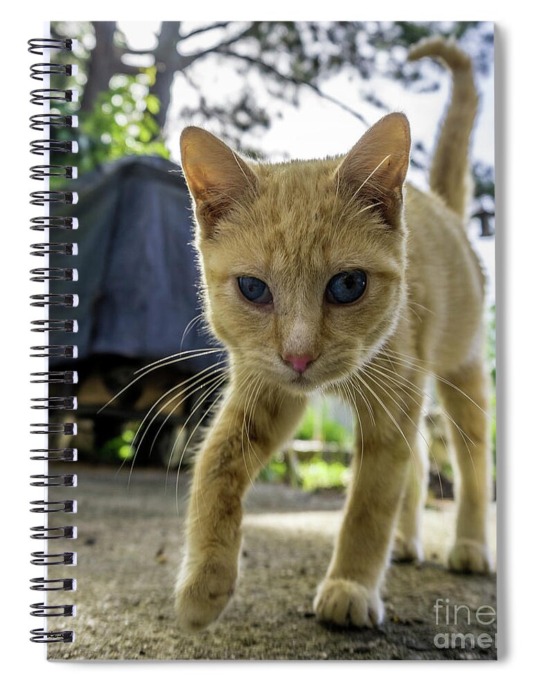 136a Spiral Notebook featuring the photograph Hello Beautiful 136a by Ricardos Creations